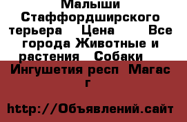 Малыши Стаффордширского терьера  › Цена ­ 1 - Все города Животные и растения » Собаки   . Ингушетия респ.,Магас г.